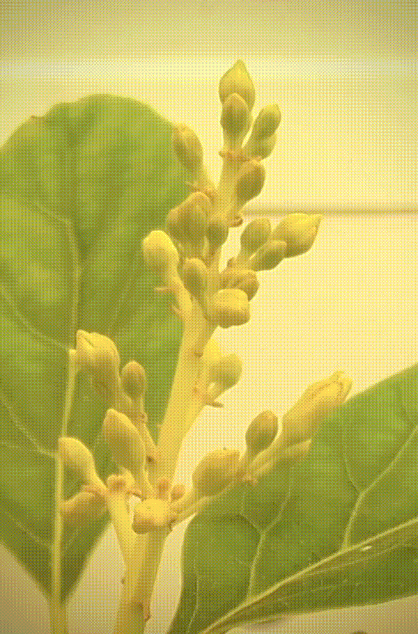 Avocado flowers